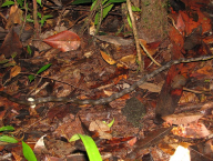 Colubrid snake (French Guiana)